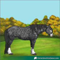 Horse Color:Black Ice 