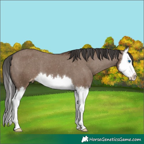 Horse Color:Liver Red Dun Splash Appaloosa 