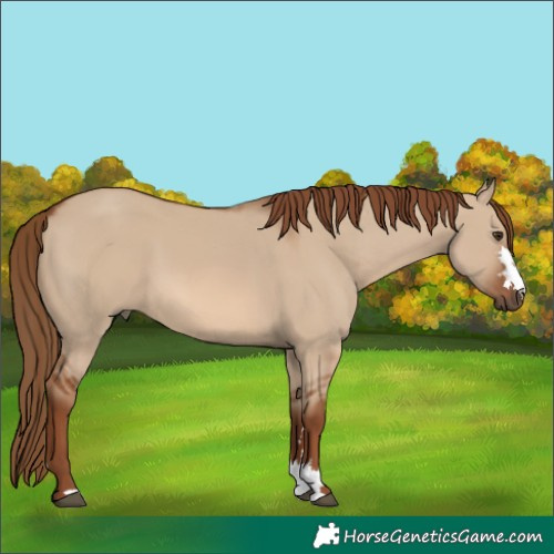 Horse Color:Red Dun