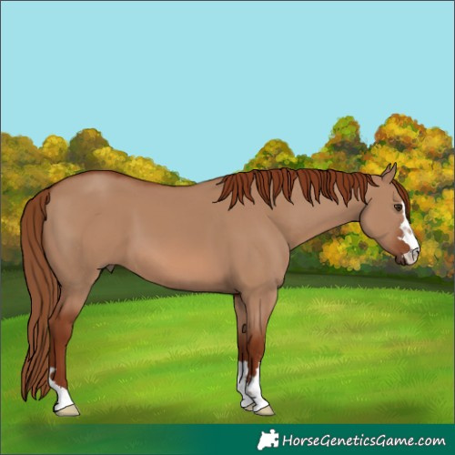 Horse Color:Unknown
