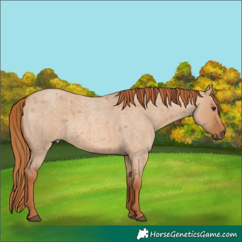 Horse Color:Unknown 