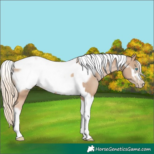 Horse Color:Chocolate Palomino Pearl Tobiano Frame  and Chocolate Palomino Pearl Tobiano Frame 