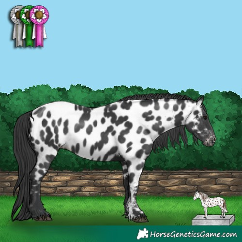 Horse Color:Black Sabino Appaloosa 