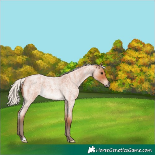 Horse Color:Silver Bay Roan 