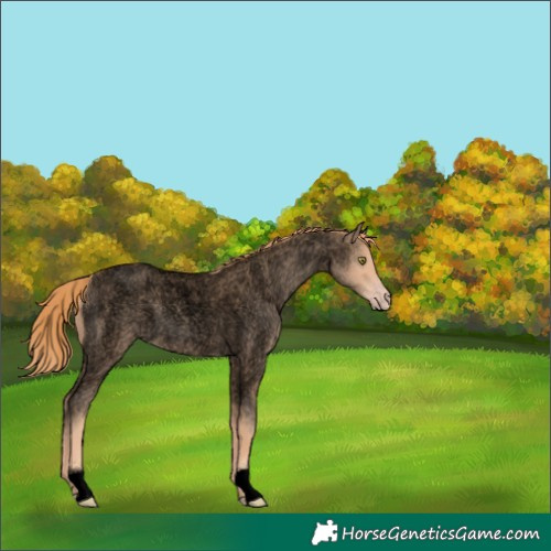 Horse Color:Void Gold Champagne Roan 