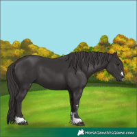 Horse Color:Platinum Smoky Black 