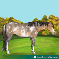 Horse Color:White Spotted Buckskin Sabino Rabicano 
