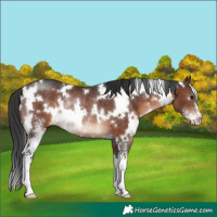 Horse Color:White Spotted Brown Sabino Rabicano 