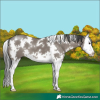 Horse Color:White Spotted Grullo Splash 
