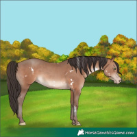 Horse Color:White Spotted Sable Champagne Rabicano 