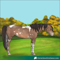 Horse Color:White Spotted Sable Champagne Tobiano Rabicano