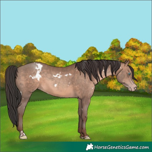 Horse Color:White Spotted Sable Champagne Tobiano Rabicano 