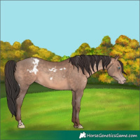 Horse Color:White Spotted Sable Champagne Tobiano Rabicano 