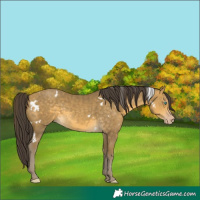 Horse Color:White Spotted Sable Cream Champagne Rabicano 