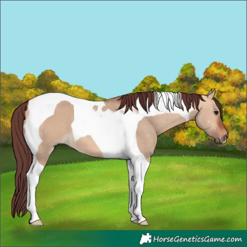Horse Color:Chocolate Bay Dun Tobiano 