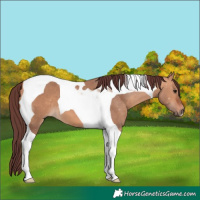 Horse Color:Chocolate Bay Dun Tobiano 