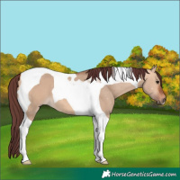 Horse Color:Chocolate Bay Dun Tobiano