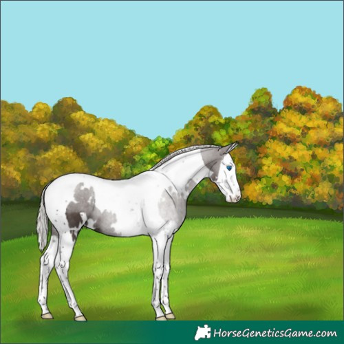 Horse Color:White Spotted Silver Black Splash Tobiano 