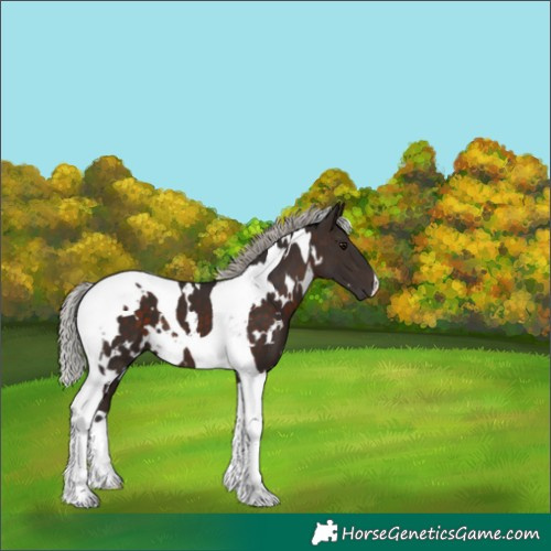 Horse Color:White Spotted Silver Brown Tobiano 