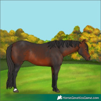 Horse Color:Bay Rabicano