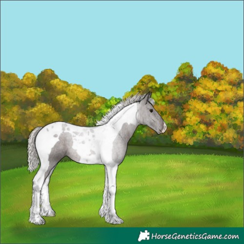 Horse Color:Silver Brown Tobiano 