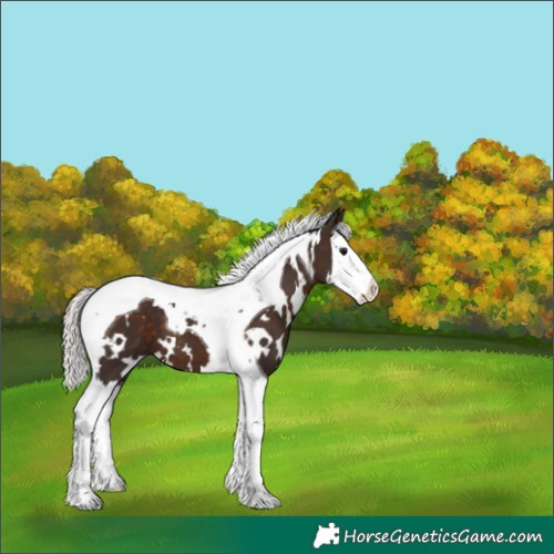 Horse Color:White Spotted Silver Brown Splash Tobiano 