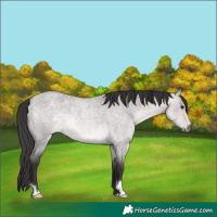 Horse Color:Platinum Buckskin Roan Dun 