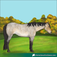 Horse Color:Buckskin Roan Dun 