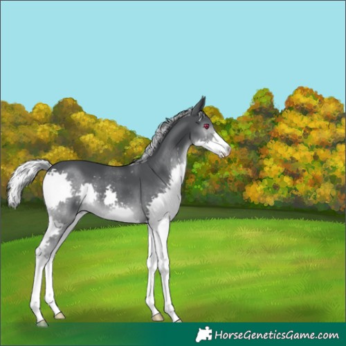 Horse Color:Silver Black Chinchilla Splash 