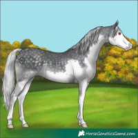 Horse Color:Silver Black Chinchilla Splash