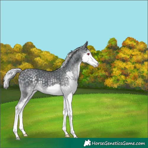 Horse Color:Silver Black Chinchilla Splash 