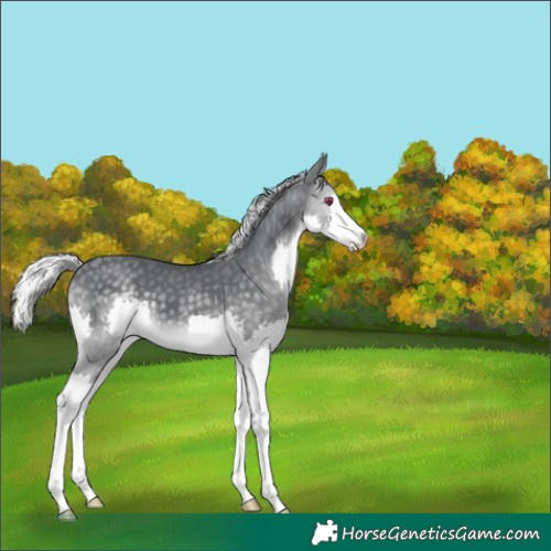 Horse Color:Silver Black Chinchilla Splash 