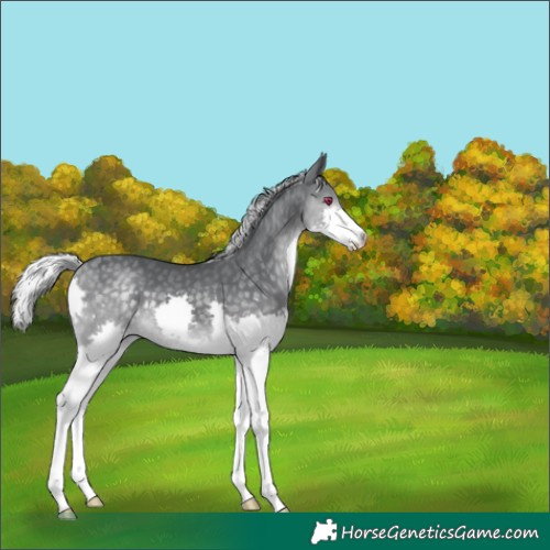 Horse Color:Silver Black Chinchilla Splash 