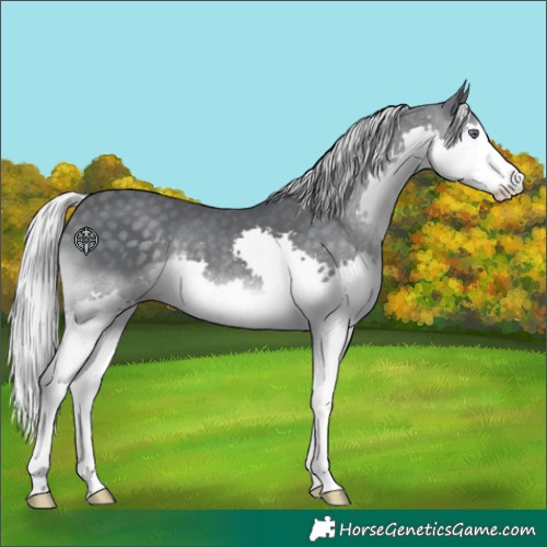 Horse Color:Silver Black Chinchilla Splash 