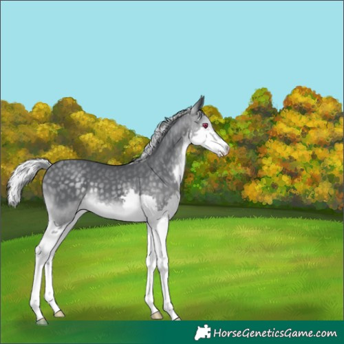 Horse Color:Silver Black Chinchilla Splash 