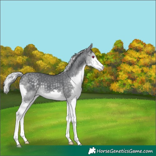 Horse Color:Silver Black Chinchilla Splash 