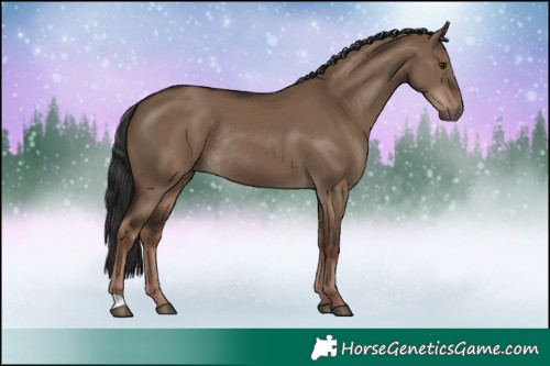 Horse Color:Liver Red Dun Rabicano 