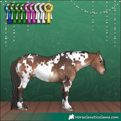 Horse Color:White Spotted Brown 
