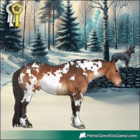 Horse Color:White Spotted Brown