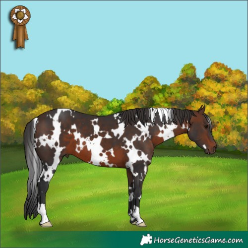 Horse Color:White Spotted Brown 