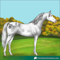 Horse Color:White Spotted Silver Black Chinchilla Splash Tobiano 