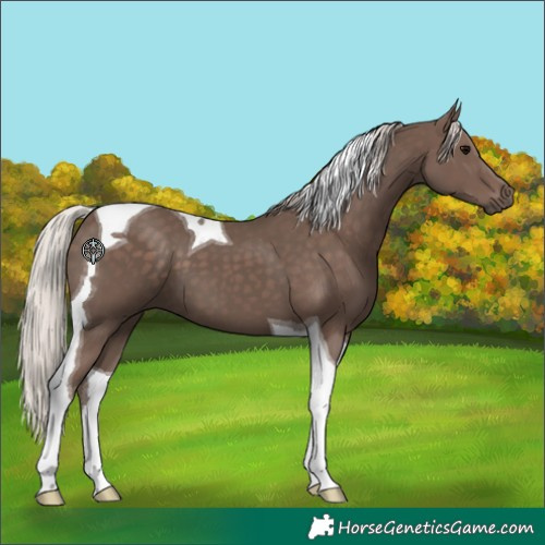 Horse Color:Silver Black Tobiano 