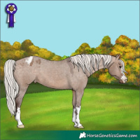Horse Color:Silver Bay Dun Appaloosa 