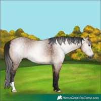 Horse Color:Gray Bay Dun 