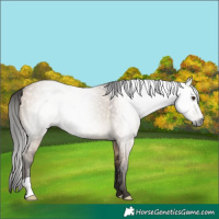 Horse Color:Gray Bay Dun 