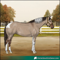 Horse Color:Liver Red Dun Tobiano