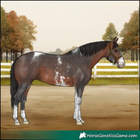 Horse Color:Bay Sabino Tobiano