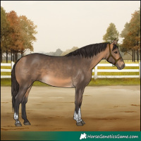 Horse Color:Buckskin Tobiano