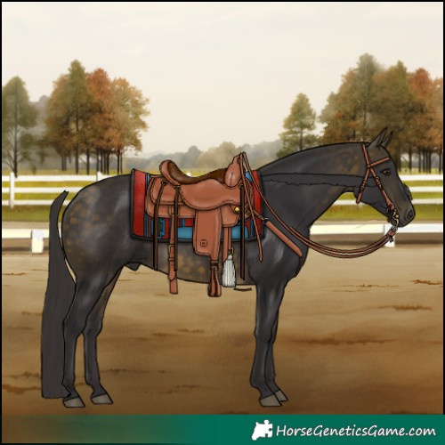 Horse Color:Buckskin 