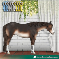 Horse Color:Liver Chestnut 